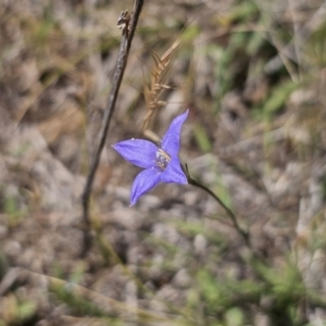 Wahlenbergia sp. at Gungahlin, ACT - 19 Oct 2023 01:58 PM