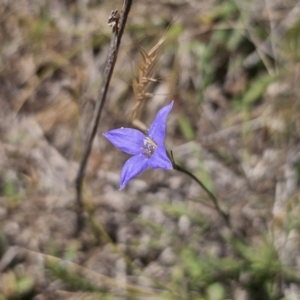Wahlenbergia sp. at Gungahlin, ACT - 19 Oct 2023