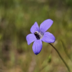 Lasioglossum (Chilalictus) sp. (genus & subgenus) at Gungahlin, ACT - 19 Oct 2023