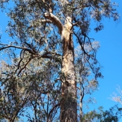 Eucalyptus longifolia (Woollybutt) at Eden, NSW - 19 Oct 2023 by Steve818