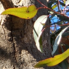 Eucalyptus longifolia at Nullica State Forest - 19 Oct 2023