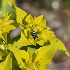 Glyphipterix (genus) at Goorooyarroo NR (ACT) - 19 Oct 2023 by Csteele4