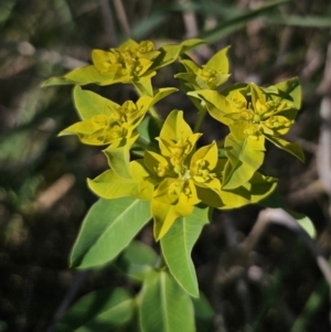 Euphorbia oblongata at Gungahlin, ACT - 19 Oct 2023