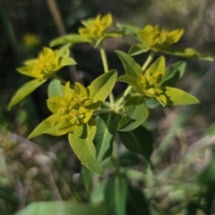 Euphorbia oblongata at Gungahlin, ACT - 19 Oct 2023