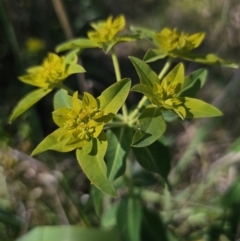 Euphorbia oblongata at Gungahlin, ACT - 19 Oct 2023 03:37 PM