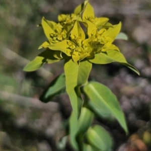 Euphorbia oblongata at Gungahlin, ACT - 19 Oct 2023