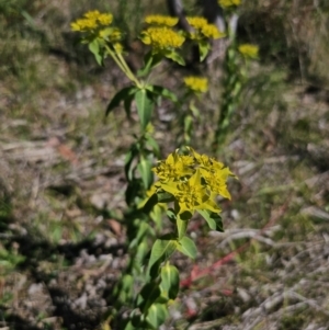 Euphorbia oblongata at Gungahlin, ACT - 19 Oct 2023