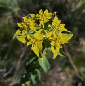 Euphorbia oblongata at Gungahlin, ACT - 19 Oct 2023