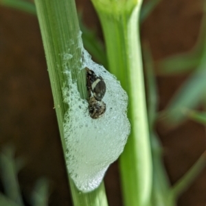 Bathyllus albicinctus at Page, ACT - suppressed