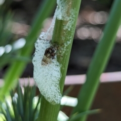 Bathyllus albicinctus at Page, ACT - suppressed