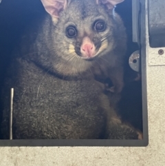 Trichosurus vulpecula (Common Brushtail Possum) at Griffith, ACT - 19 Oct 2023 by KL