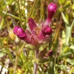 Parentucellia latifolia (Red Bartsia) at Paddys River, ACT - 19 Oct 2023 by jac