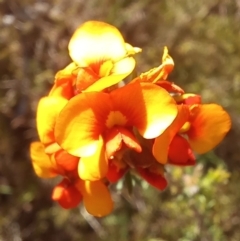 Dillwynia sp. at Birrigai - 19 Oct 2023 by jac