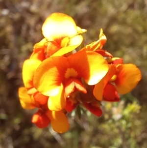 Dillwynia sp. at Paddys River, ACT - 19 Oct 2023