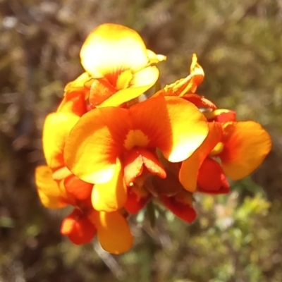 Dillwynia sp. at Birrigai - 19 Oct 2023 by jac