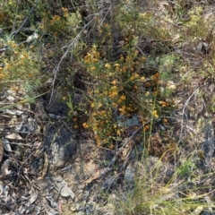 Dillwynia sp. at Paddys River, ACT - 19 Oct 2023