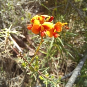 Dillwynia sp. at Paddys River, ACT - 19 Oct 2023 11:08 AM