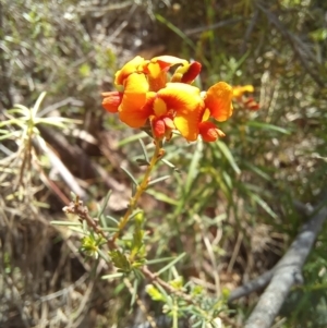 Dillwynia sp. at Paddys River, ACT - 19 Oct 2023