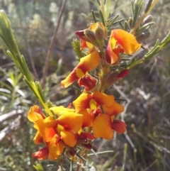 Dillwynia sp. at Paddys River, ACT - 19 Oct 2023 11:08 AM