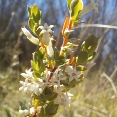 Brachyloma daphnoides (Daphne Heath) at Birrigai - 18 Oct 2023 by jac