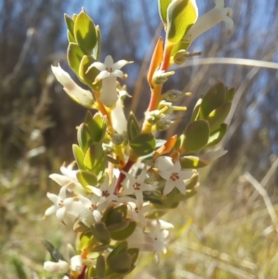 Brachyloma daphnoides (Daphne Heath) at Paddys River, ACT - 18 Oct 2023 by jac