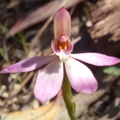 Caladenia carnea (Pink Fingers) at Birrigai - 19 Oct 2023 by jac