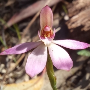 Caladenia carnea at Paddys River, ACT - suppressed