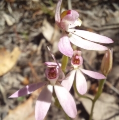 Caladenia carnea at Paddys River, ACT - suppressed