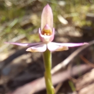 Caladenia carnea at Paddys River, ACT - suppressed