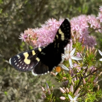 Phalaenoides tristifica (Willow-herb Day-moth) at Sth Tablelands Ecosystem Park - 11 Oct 2023 by galah681