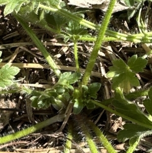 Ranunculus lappaceus at Kangaroo Valley, NSW - suppressed