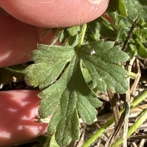Ranunculus lappaceus at Kangaroo Valley, NSW - suppressed