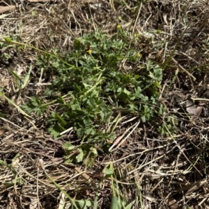 Ranunculus lappaceus at Kangaroo Valley, NSW - suppressed