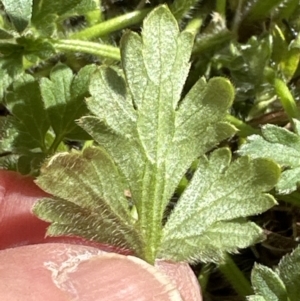 Ranunculus lappaceus at Kangaroo Valley, NSW - suppressed
