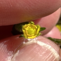 Ranunculus lappaceus at Kangaroo Valley, NSW - suppressed