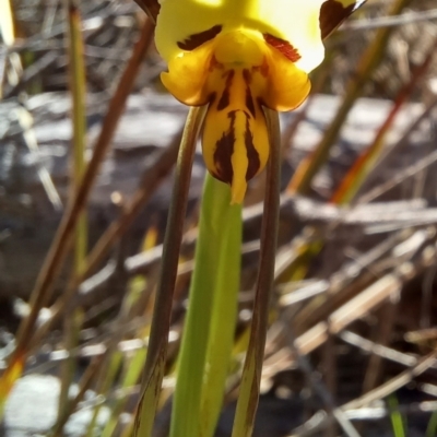 Diuris sulphurea (Tiger Orchid) at Birrigai - 18 Oct 2023 by jac