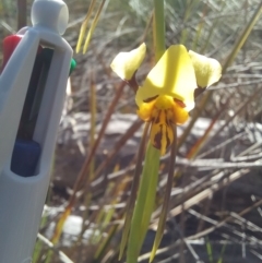 Diuris sulphurea at Paddys River, ACT - 19 Oct 2023