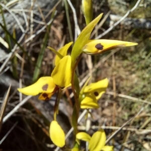 Diuris sulphurea at Paddys River, ACT - 19 Oct 2023