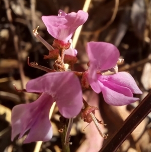 Indigofera australis subsp. australis at Paddys River, ACT - 19 Oct 2023