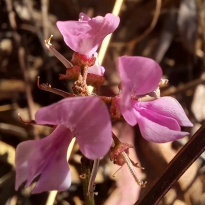 Indigofera australis subsp. australis (Australian Indigo) at Birrigai - 18 Oct 2023 by jac