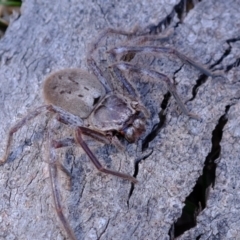 Isopeda canberrana (Canberra Huntsman Spider) at Molonglo River Reserve - 18 Oct 2023 by Kurt