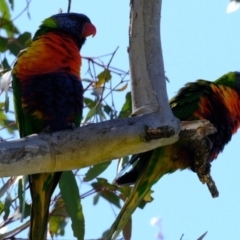 Trichoglossus moluccanus (Rainbow Lorikeet) at Belconnen, ACT - 19 Oct 2023 by Kurt