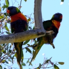 Trichoglossus moluccanus at Belconnen, ACT - 19 Oct 2023