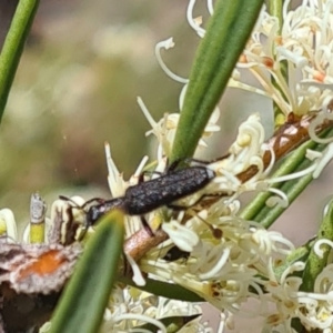 Eleale sp. (genus) at Molonglo Valley, ACT - 19 Oct 2023 11:23 AM