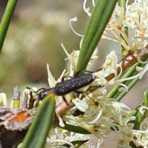Eleale sp. (genus) at Molonglo Valley, ACT - 19 Oct 2023
