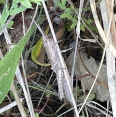 Coryphistes ruricola (Bark-mimicking Grasshopper) at Flea Bog Flat, Bruce - 18 Oct 2023 by JVR