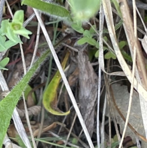 Coryphistes ruricola at Bruce, ACT - 19 Oct 2023