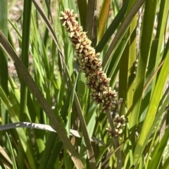 Lomandra longifolia (Spiny-headed Mat-rush, Honey Reed) at Bruce, ACT - 19 Oct 2023 by JVR