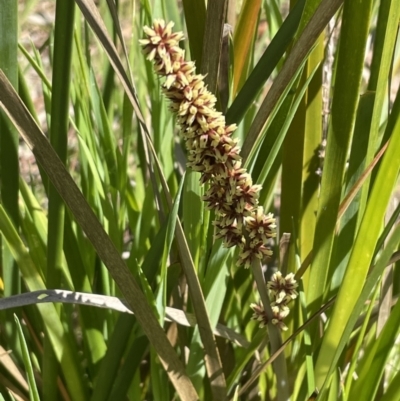 Lomandra longifolia (Spiny-headed Mat-rush, Honey Reed) at Bruce, ACT - 18 Oct 2023 by JVR