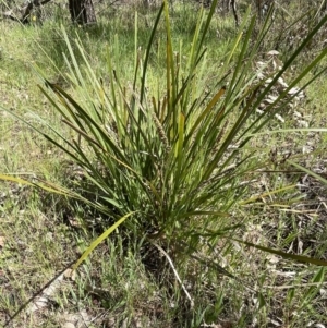 Lomandra longifolia at Bruce, ACT - 19 Oct 2023